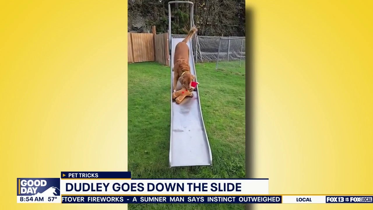 Good Day Pet Tricks for Friday, July 10