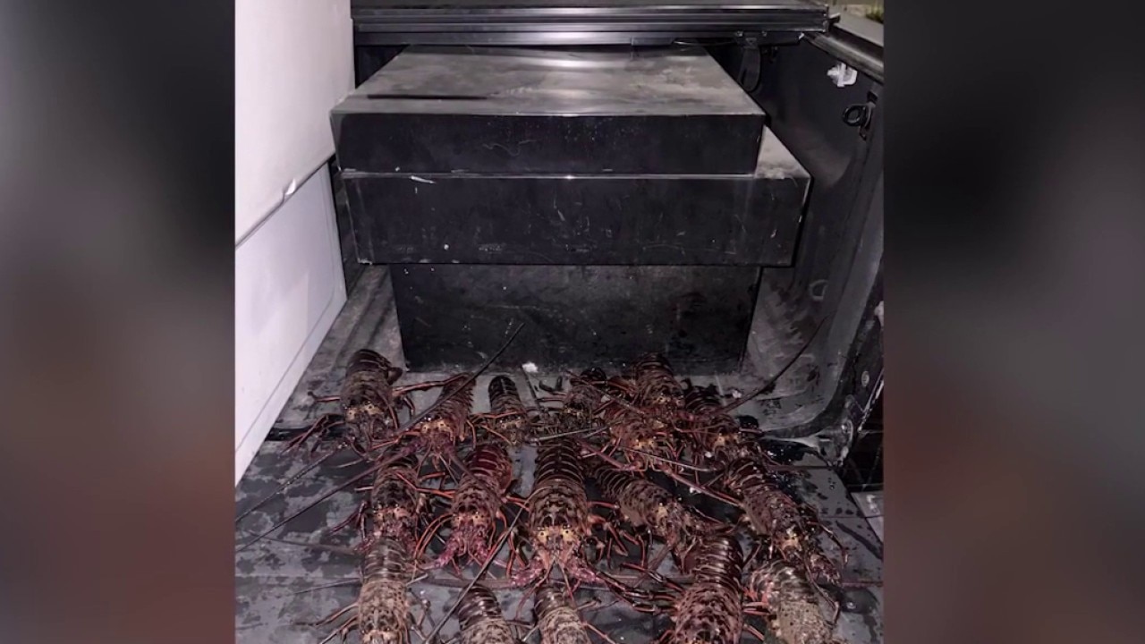 5 cited for spiny lobster poaching in Palos Verdes