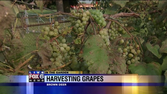 The grape crop is stellar due to several things we did "right" this year