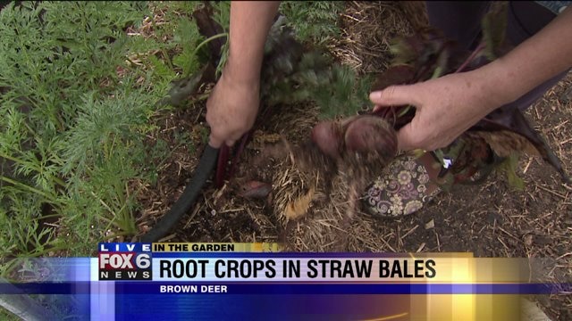 Root crops in straw bales