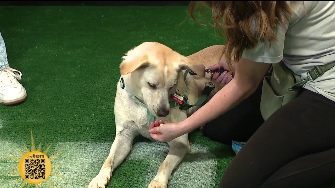 New Leash on Life | The Ten