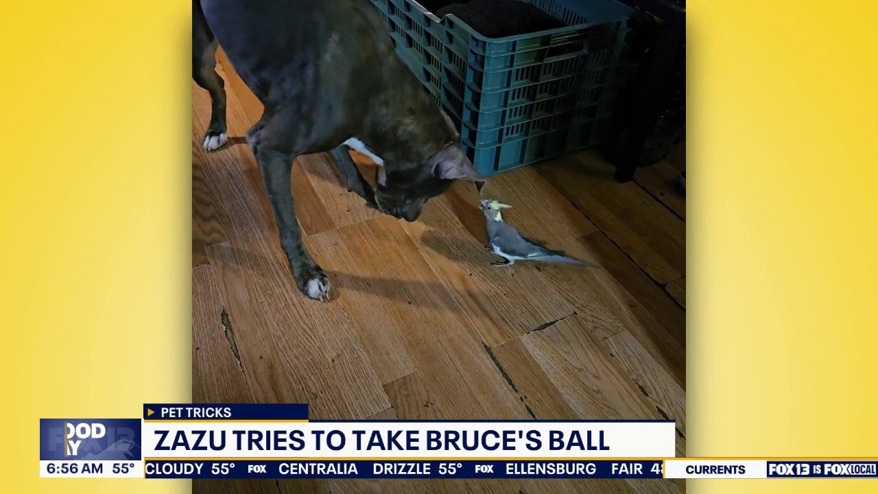Good Day Pet Tricks for Wednesday, Oct. 14