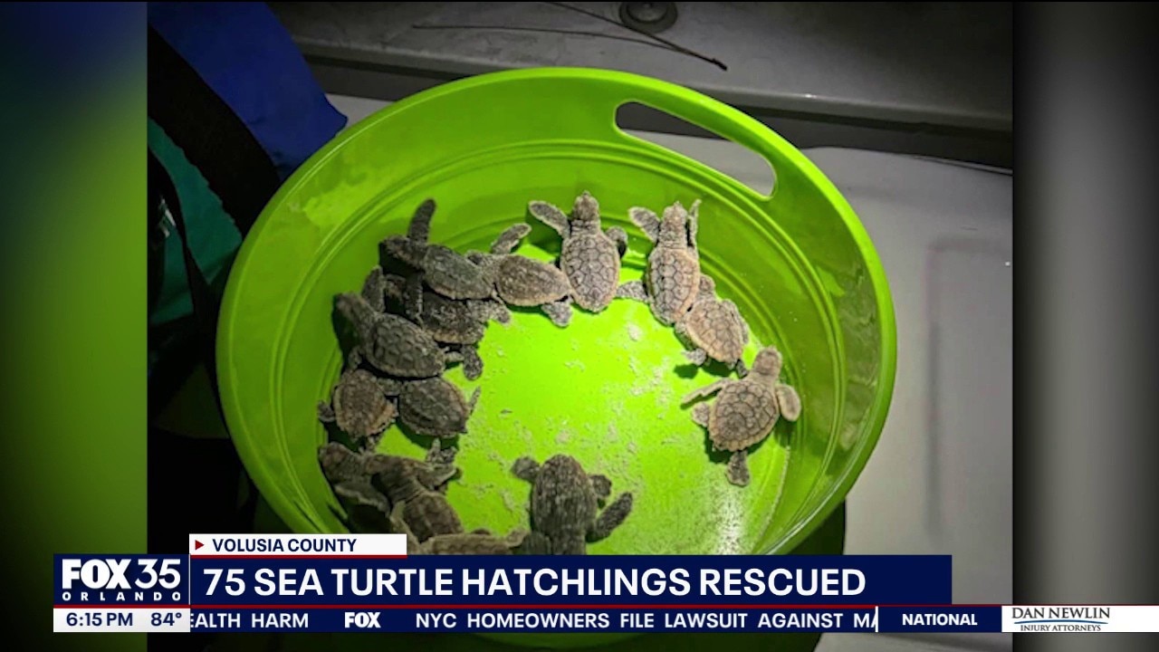 75 lost sea turtles hatchlings rescued by Florida deputies