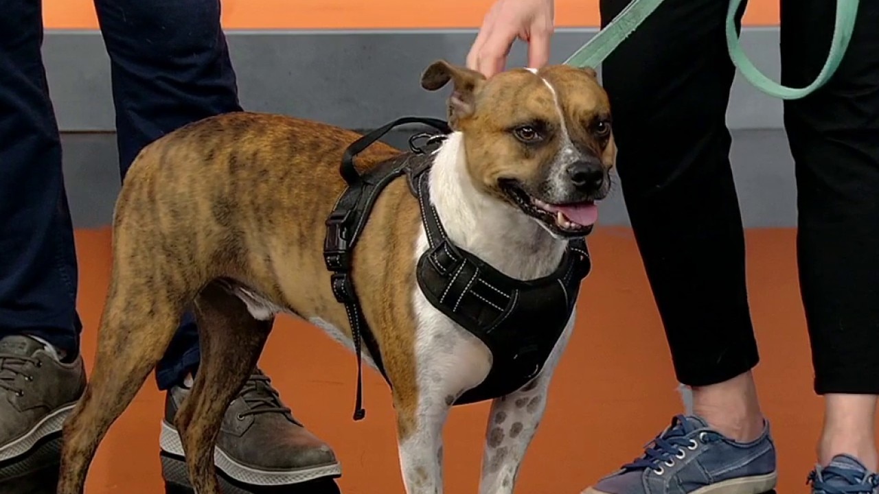 Pet of the day: Hovis