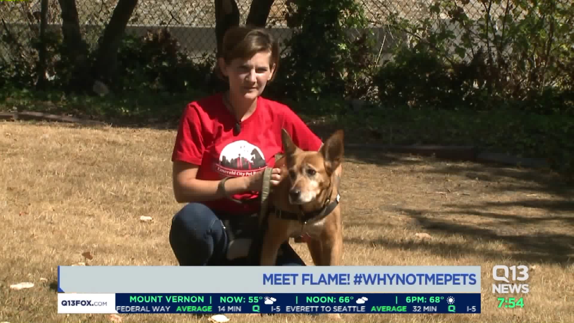 Meet Flame! #WhyNotMePets