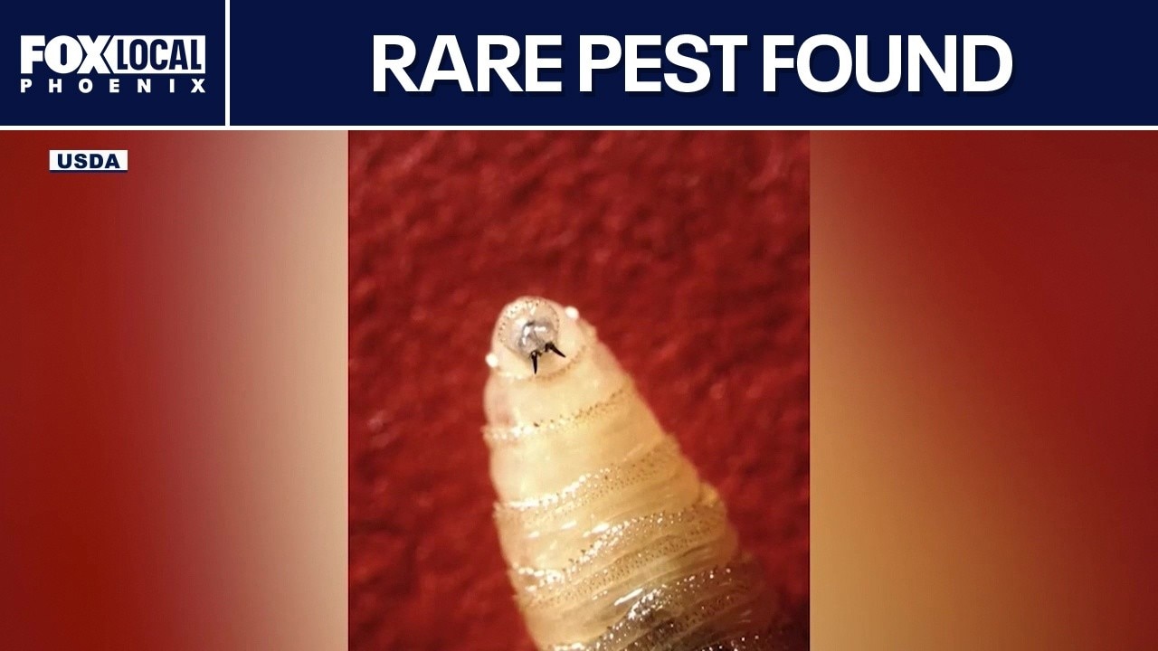 Flesh-eating screwworm returns to Arizona