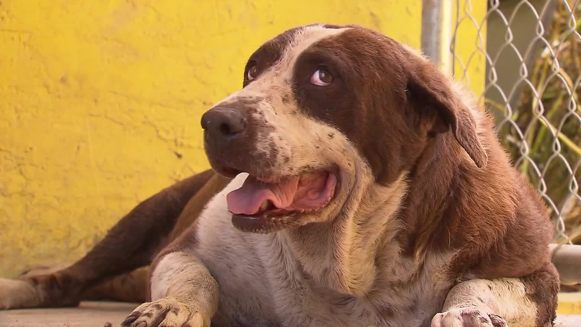 220 dogs, 50 cats drowned at Bahamas humane society during Dorian