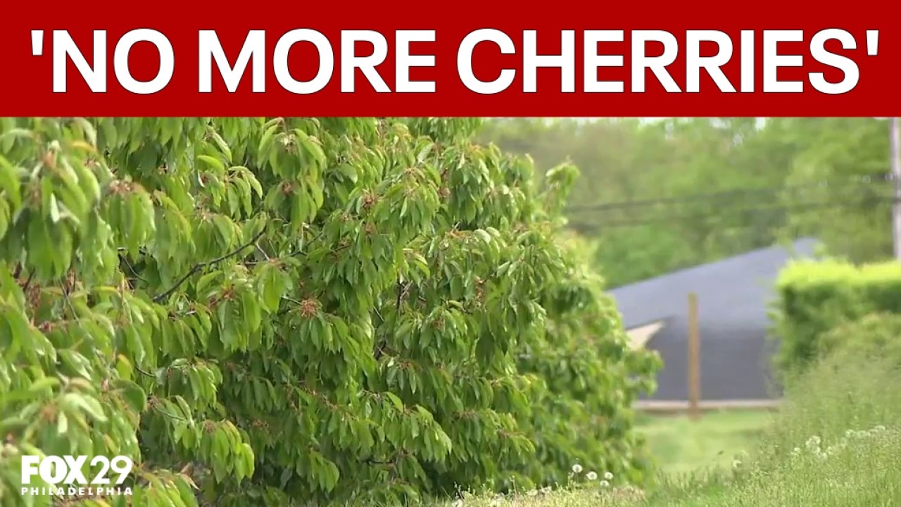 April’s freeze wipes out cherries at New Jersey farm