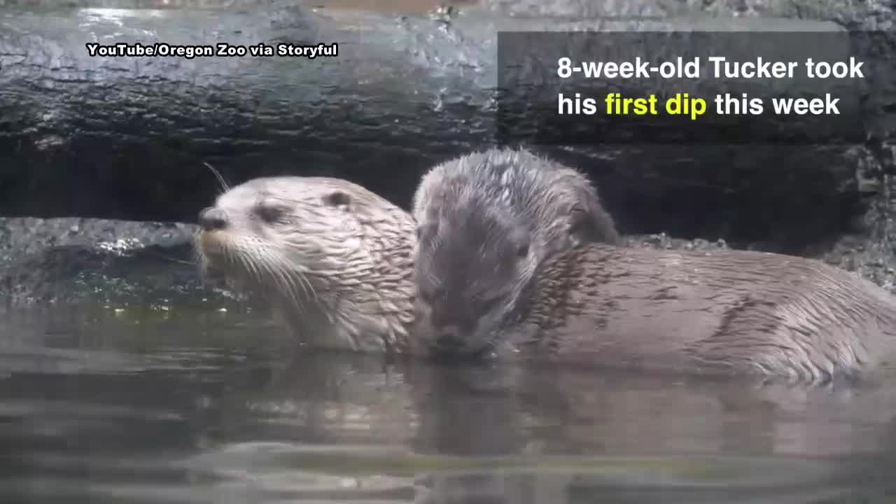 Otter pups learn to swim