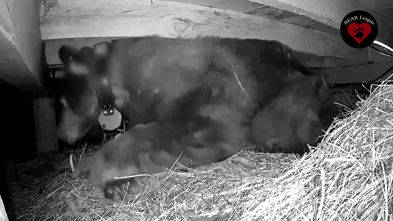 Lake Tahoe bear mom protects her cubs