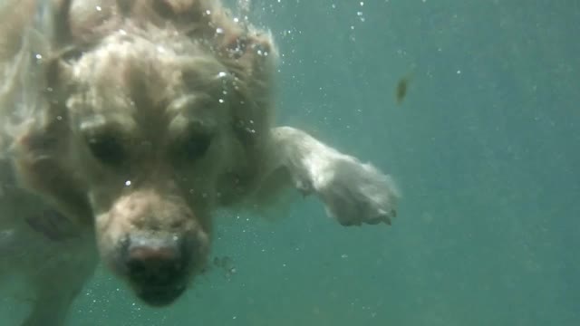 Dangers of dogs swimming in ponds in summer