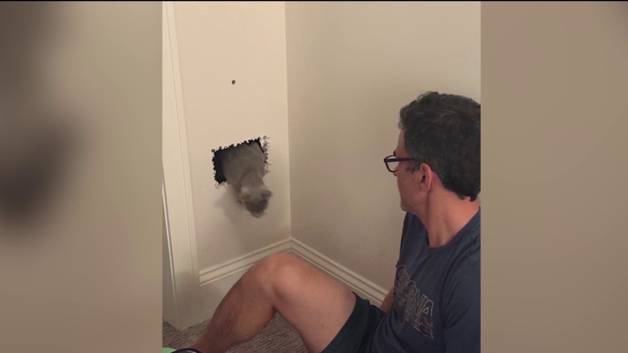 Illinois doctor uses lung camera to rescue kitten trapped in wall 