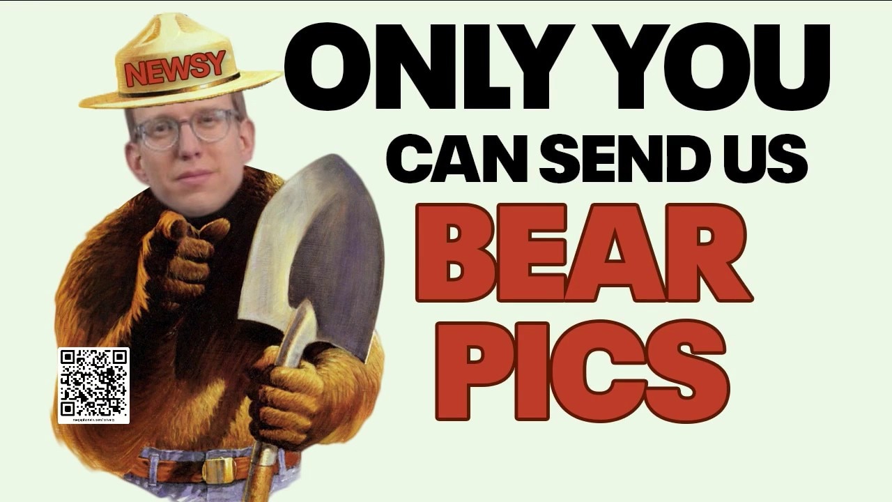 Fat Bear Week pits heavyweight hopefuls head-to-head