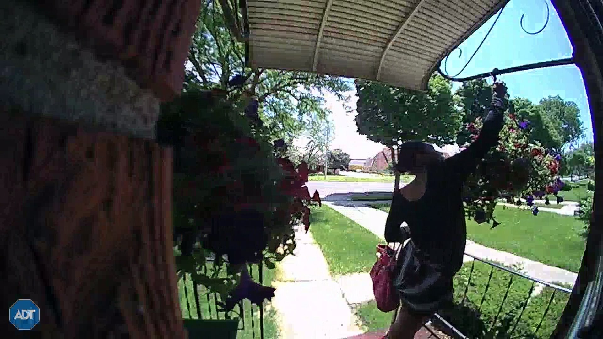 Plant thief