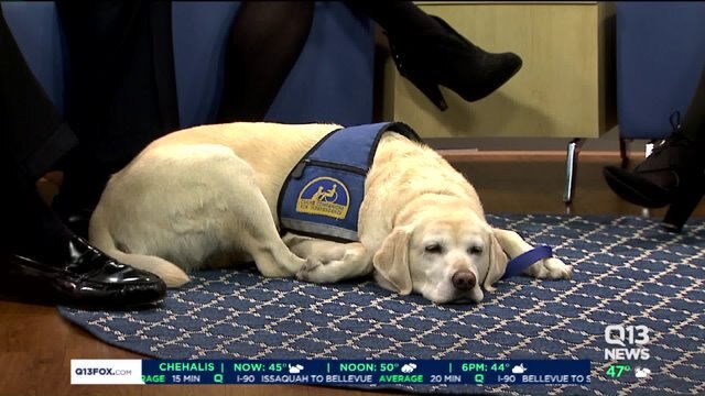 Support dog helps crime victims cope