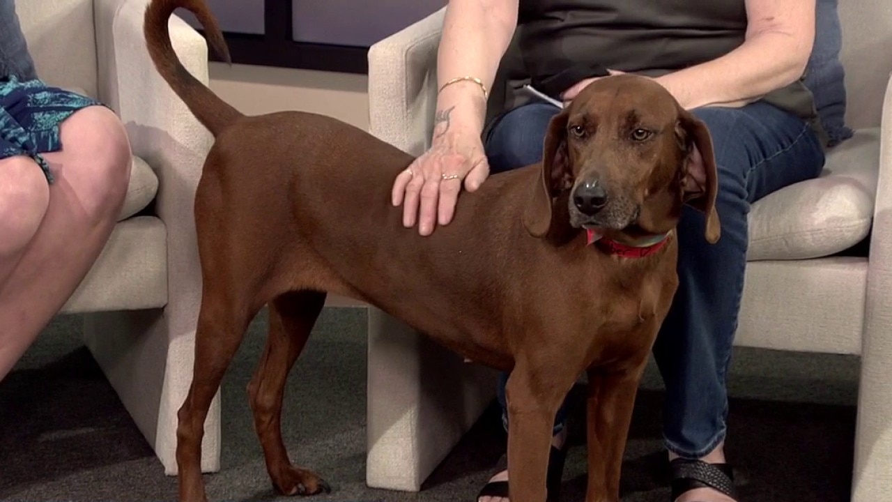 Pet of the Week: Meet Amber
