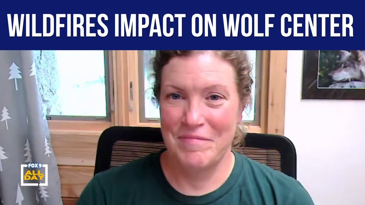 How the wildfires are impacting the International Wolf Center