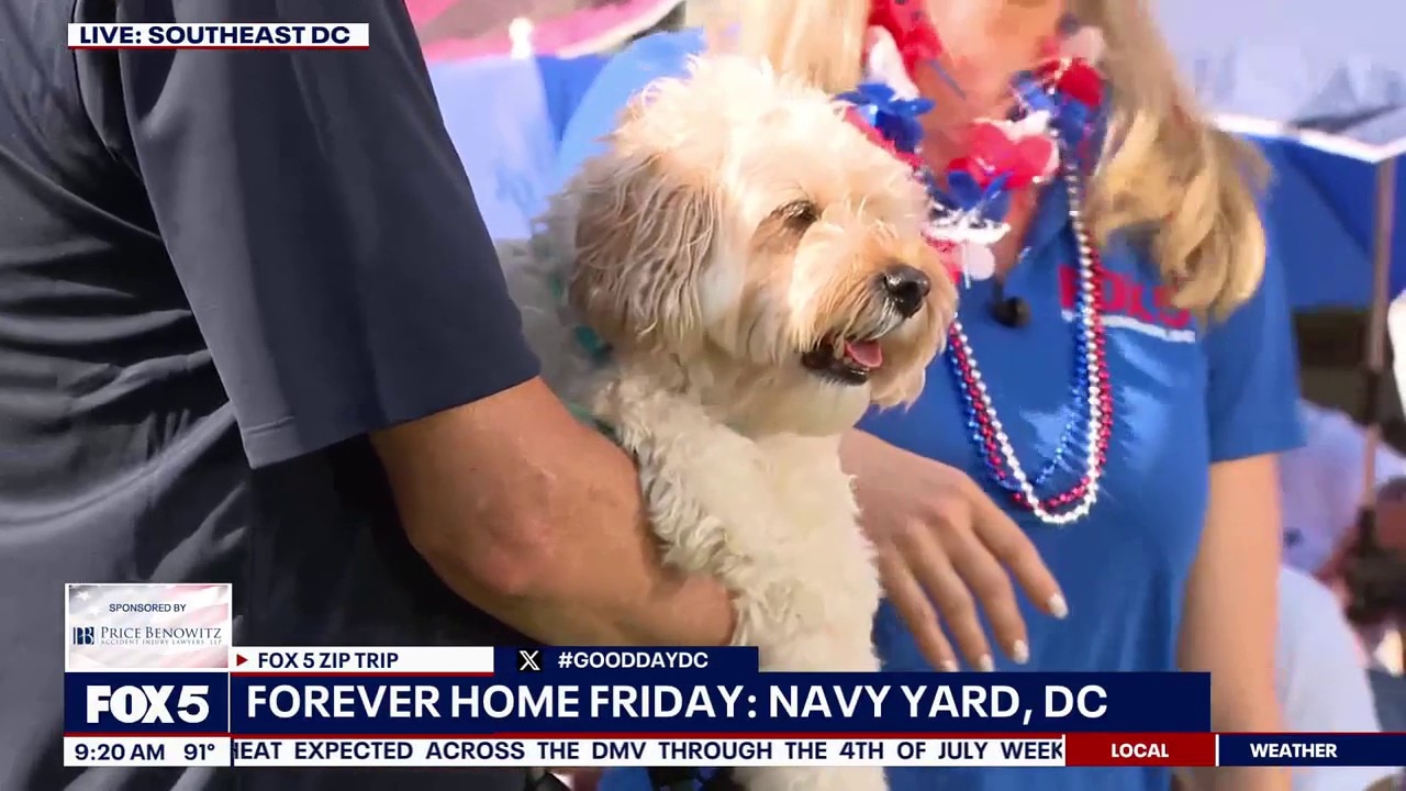 Forever Home Friday: Navy Yard, DC