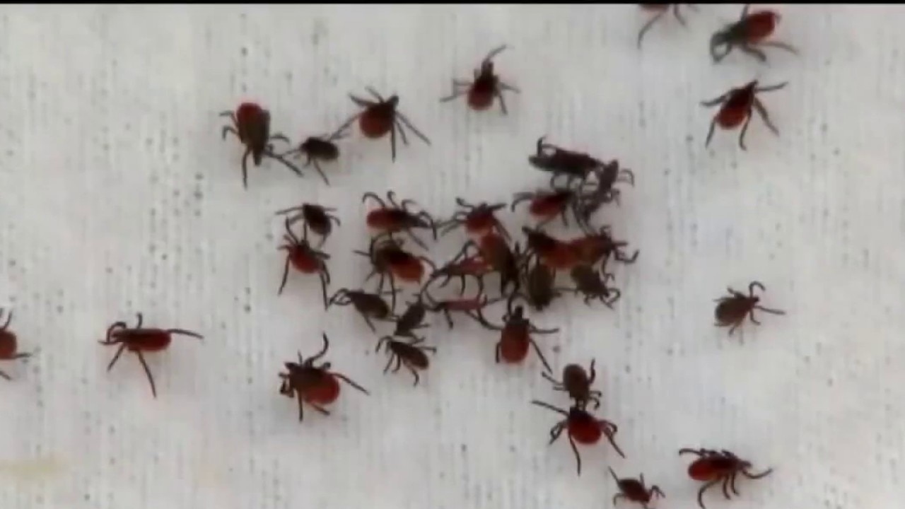 Tick bites and red meat allergies