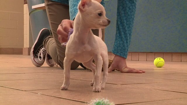 Were over the moon:" Wisconsin Humane Society adopts out its smallest dog ever