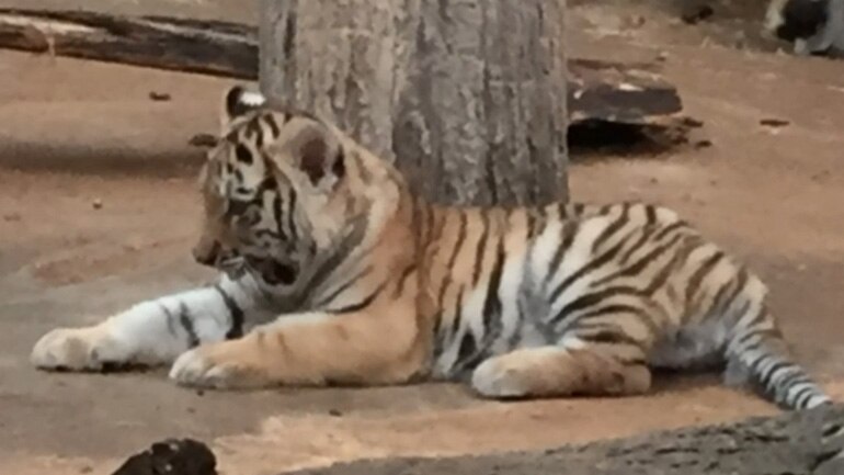 Milwaukee County Zoo's 3 Amur tiger cubs are going public!