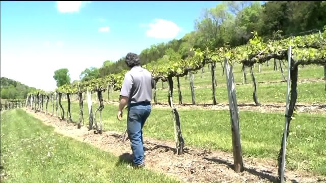 "Devastating" May frost damages entire 32-acre vineyard at Wollersheim Winery