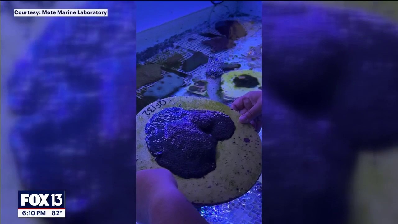 Mote Marine Lab identifies disease-resistant coral
