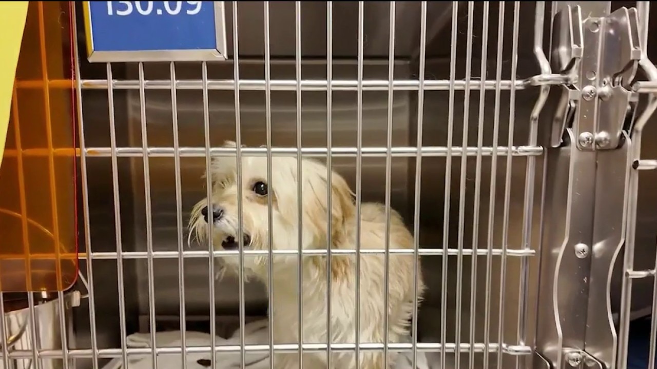 Shelter faces shortage as newspapers vanish