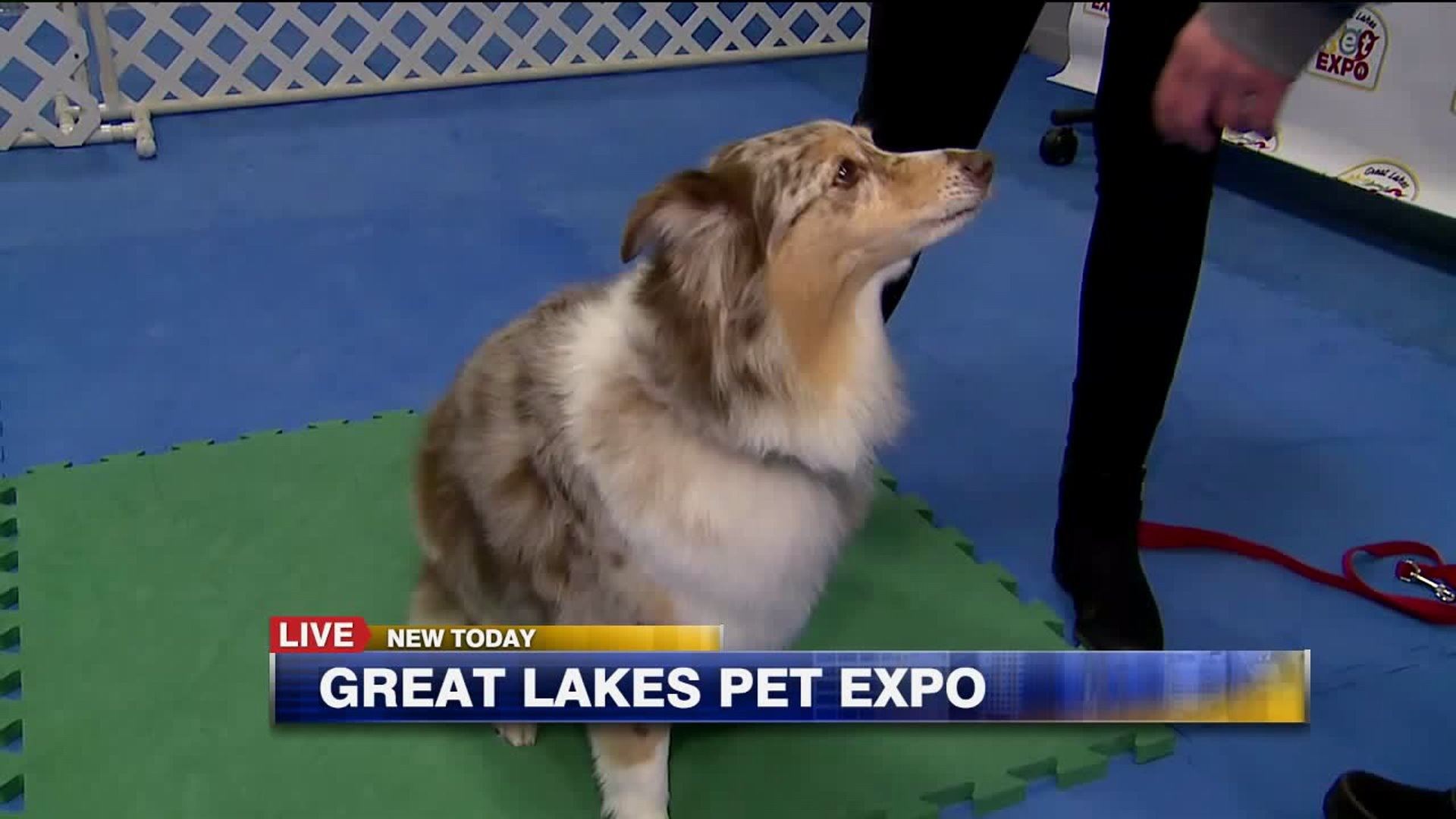 Great Lakes Pet Expo