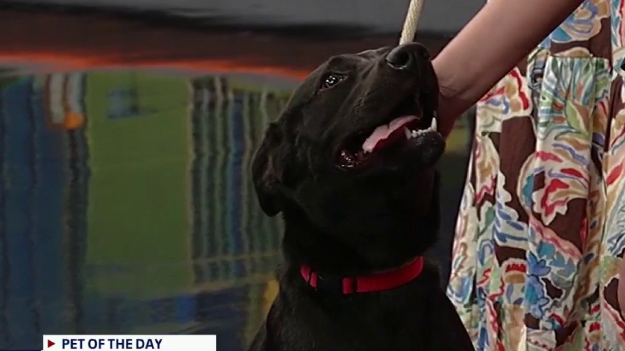 Pet of the day: Beck