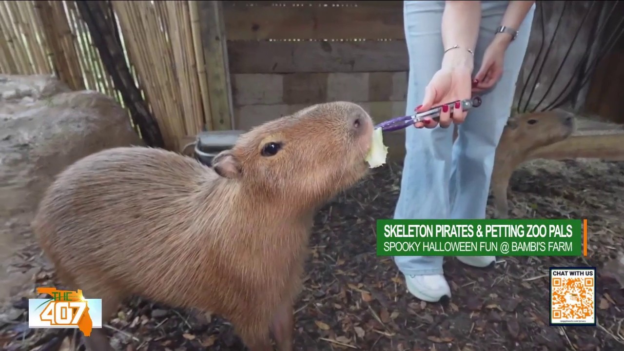 Feed capybaras, pet goats and more at Bambi's Mini Petting Farm