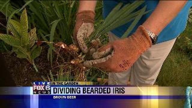 Dividing bearded iris