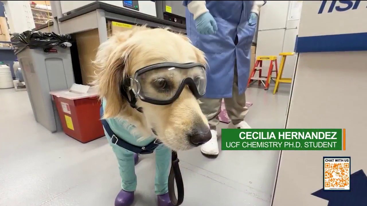 Meet "Dr. Pup": The service dog earning a UCF chemistry Ph.D. alongside her owner