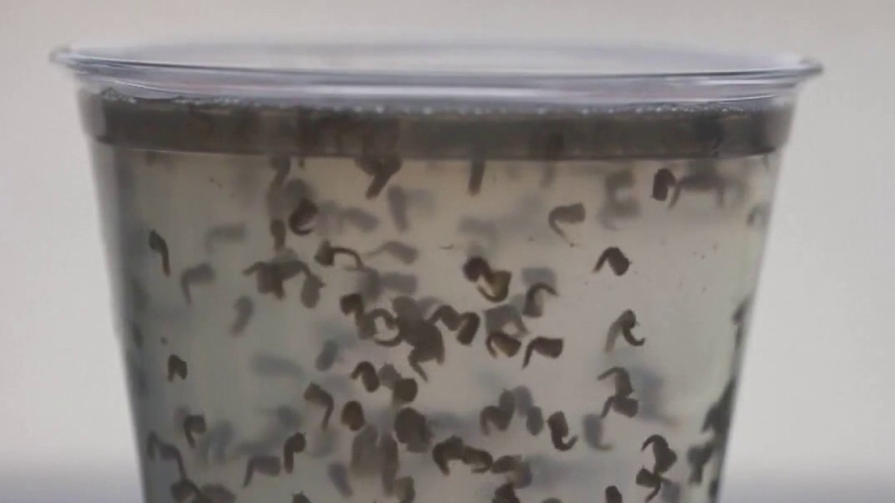 West Nile virus: Cases and risks