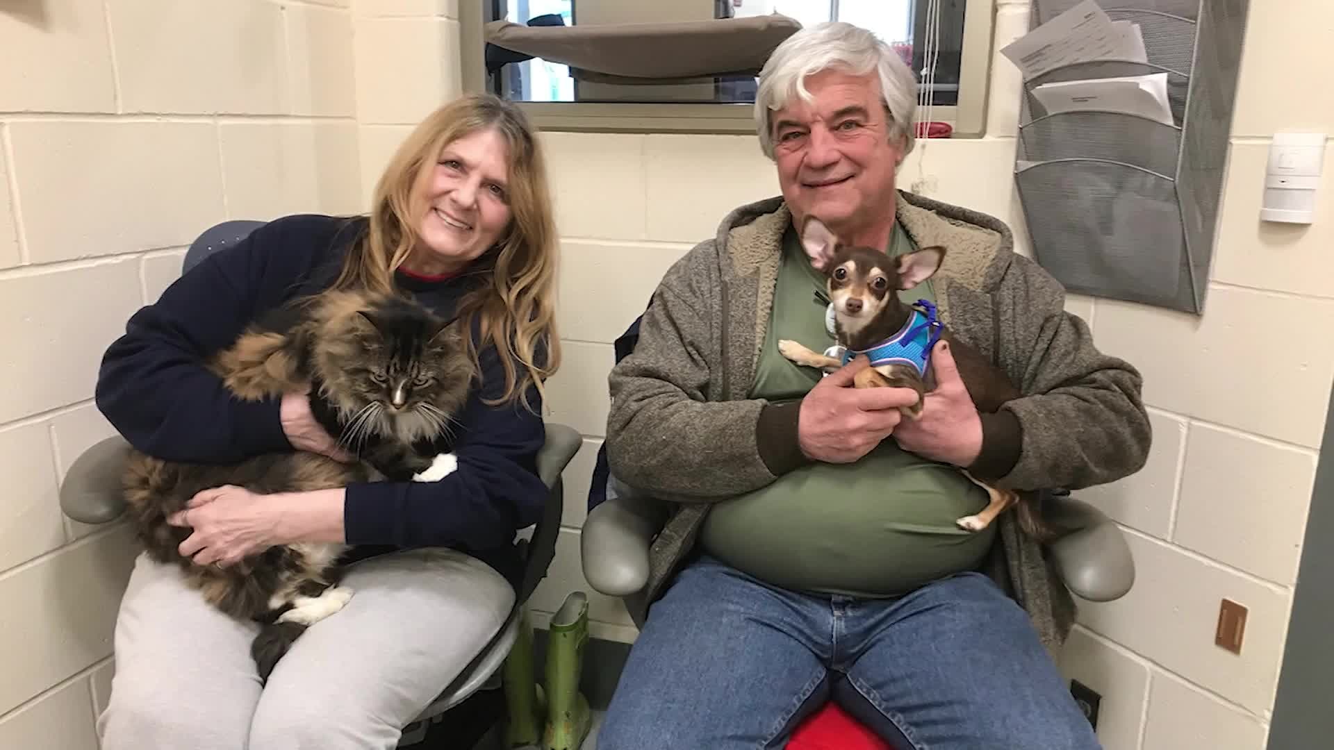 Tabby cat and chihuahua who are 'best furry friends' find forever home together