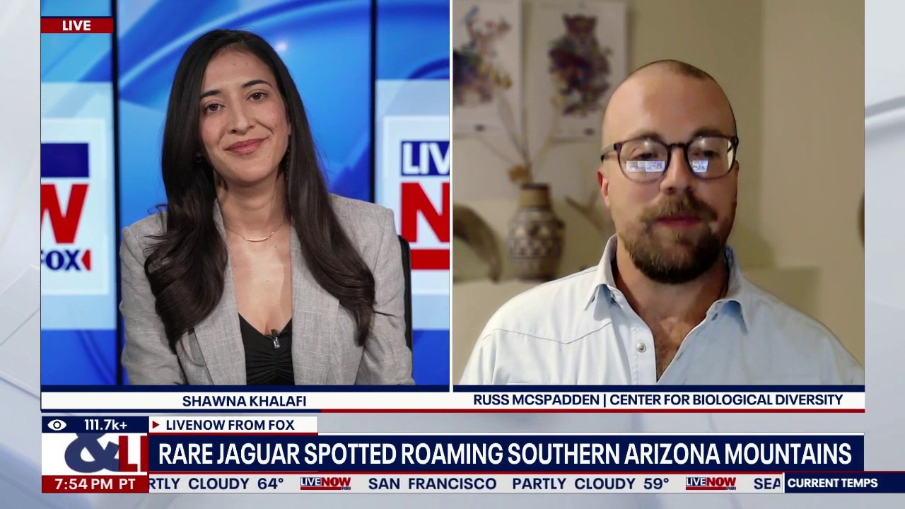 Rare jaguar spotted roaming southern Arizona 