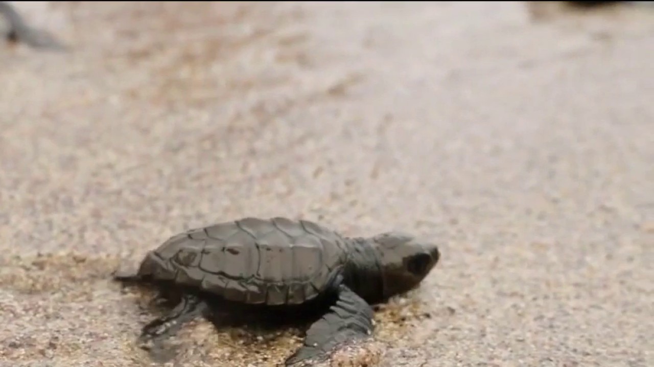 Sea turtle warning for beachgoers