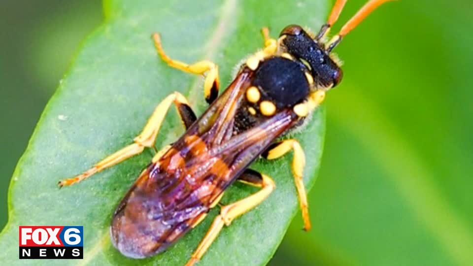Rare Bee Spotted in WI