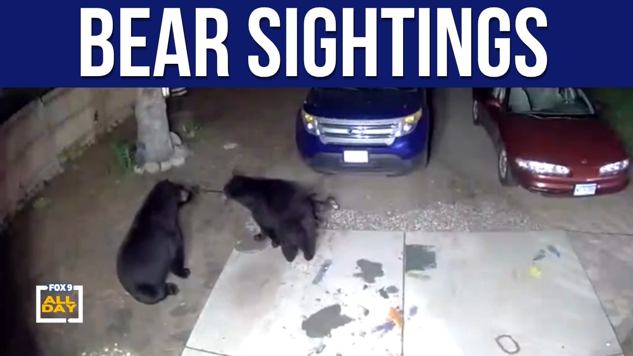 Bear sightings rise in Minnesota suburbs