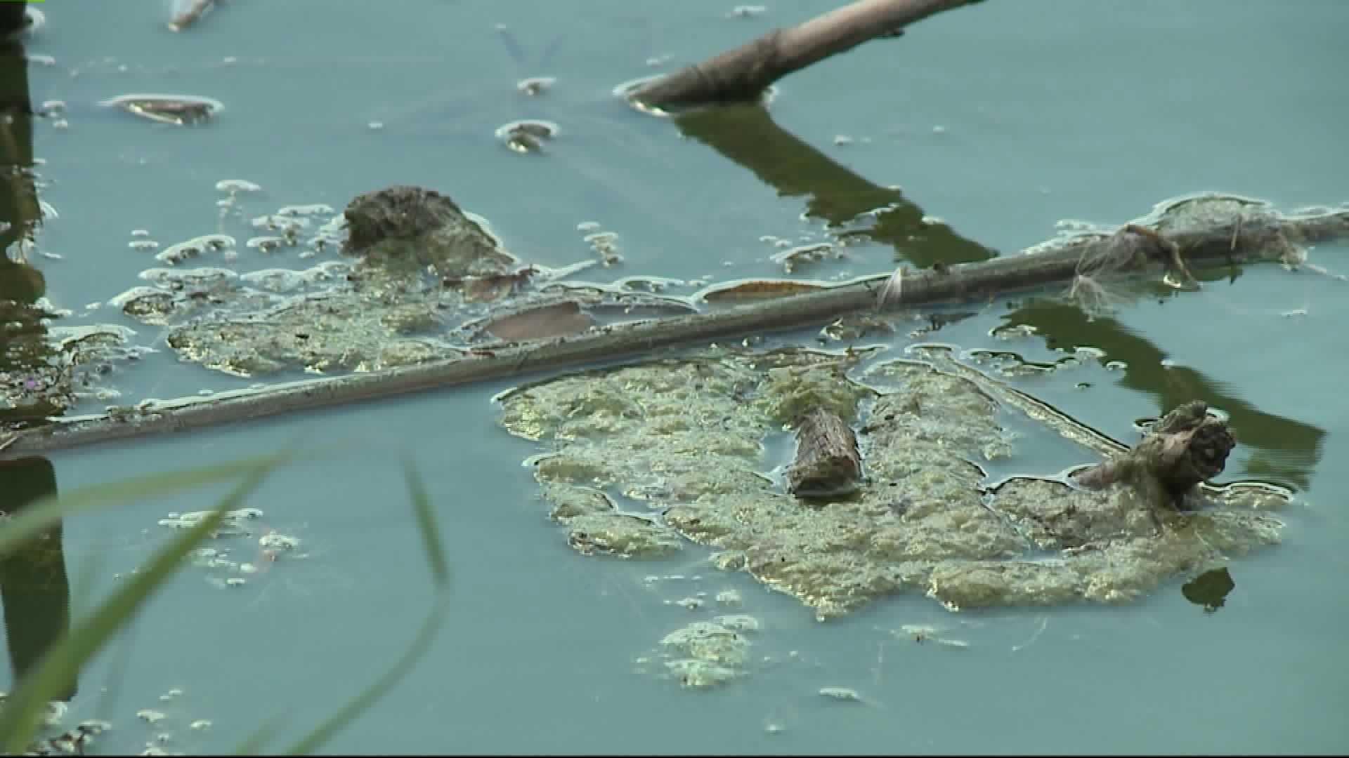 Blue-green algae