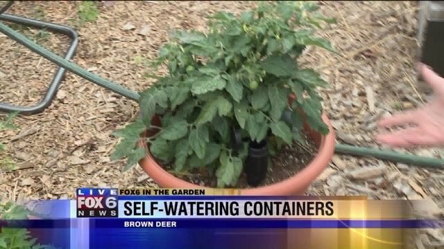 Self-watering containers can be extremely helpful