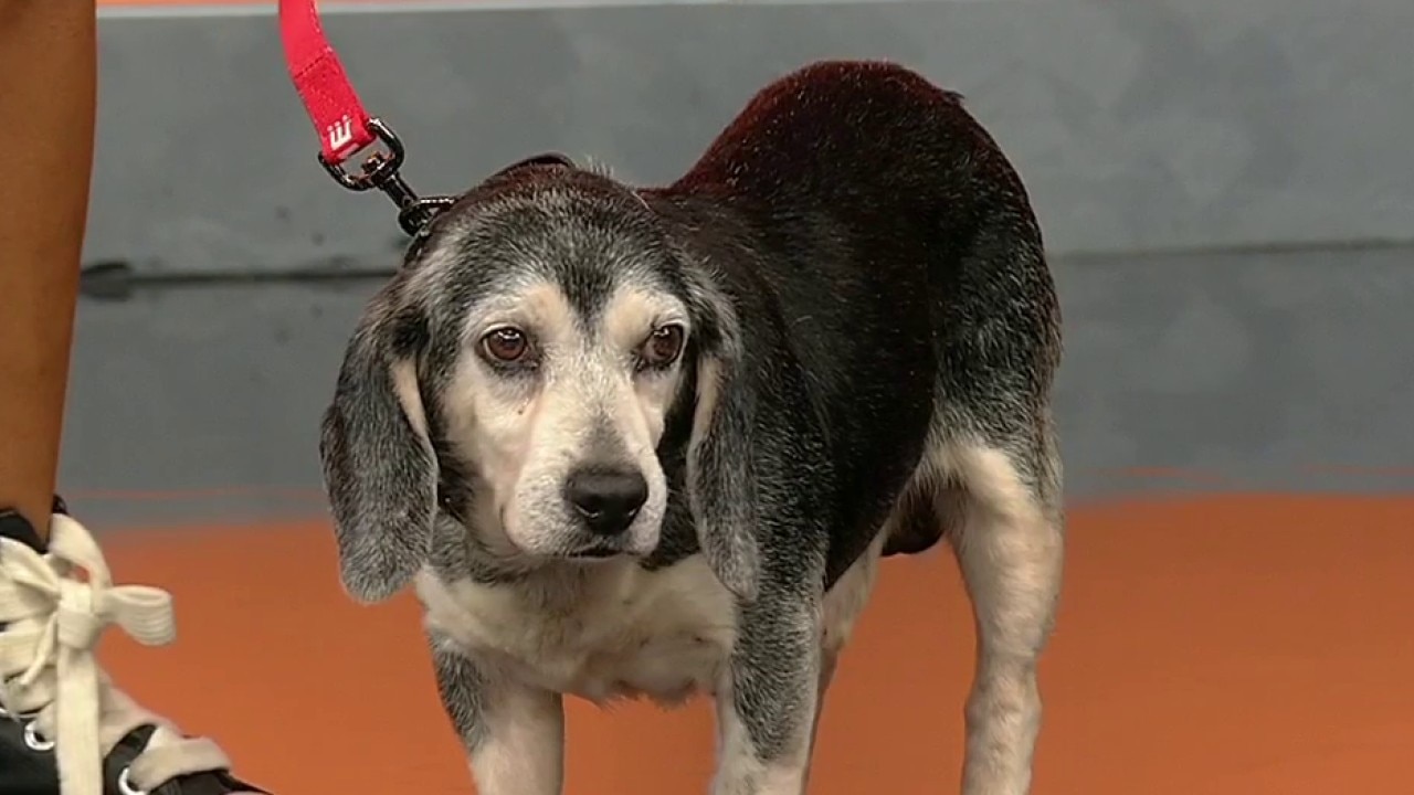 Pet of the day: Winston