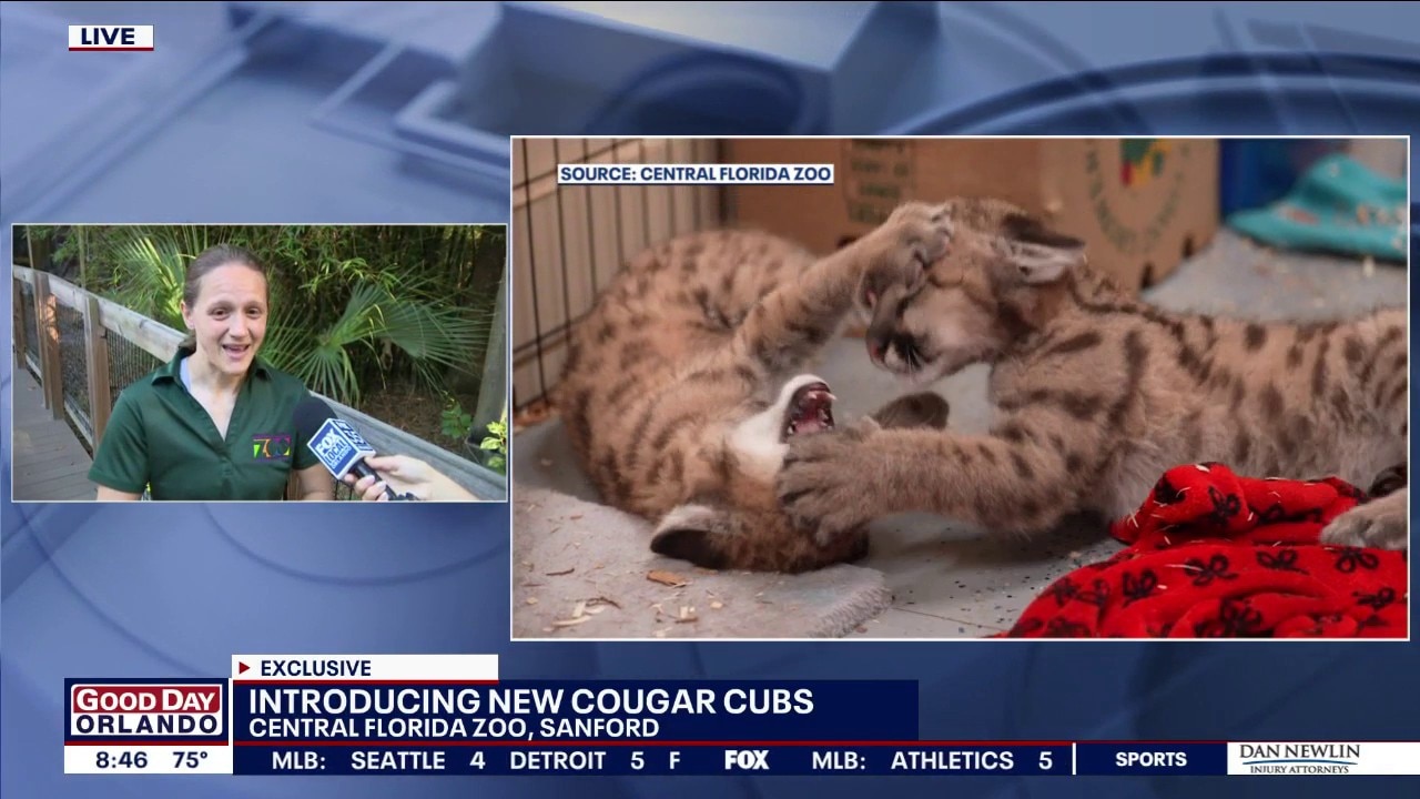 Central Florida Zoo welcomes cougar cubs