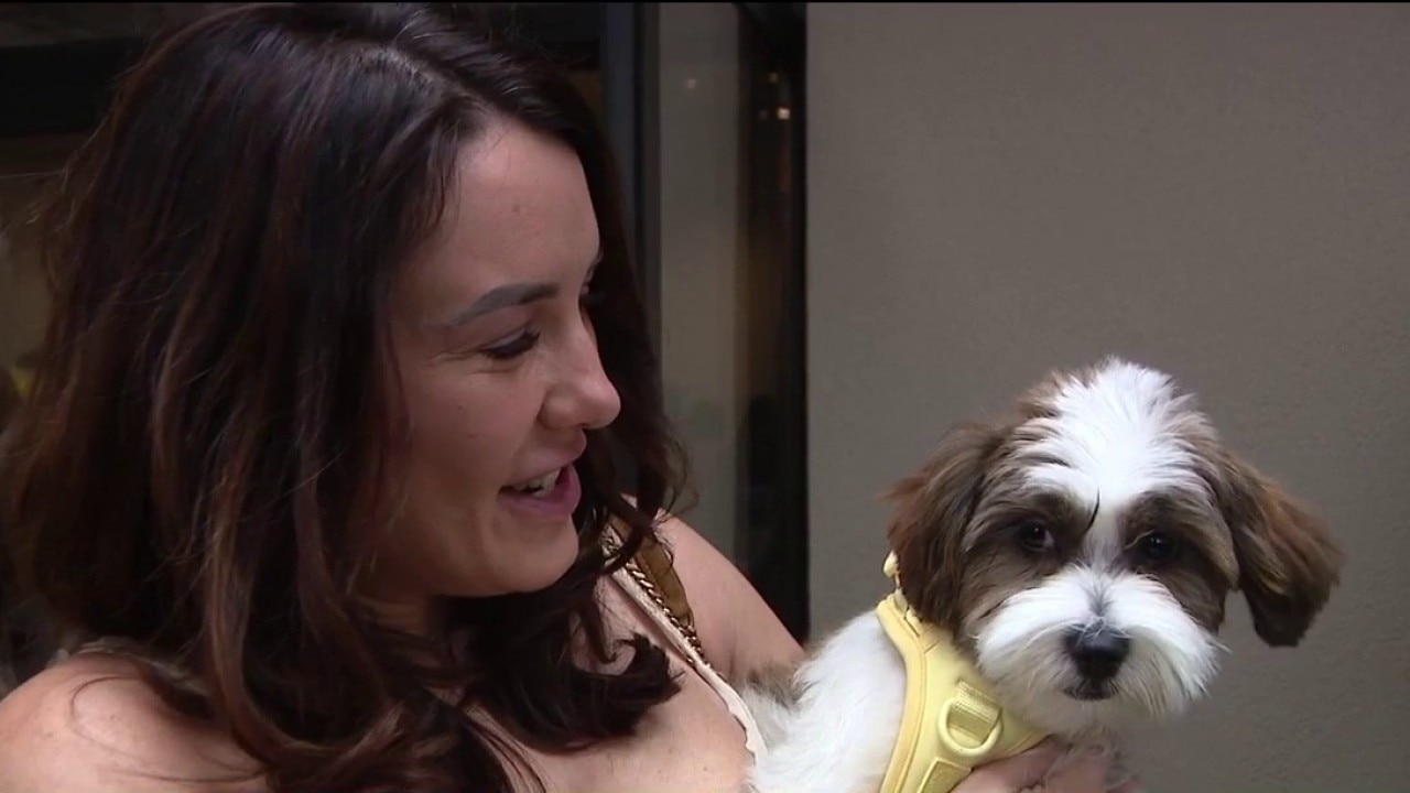 High fashion meets four-legged friends for Compassion with Fashion gala