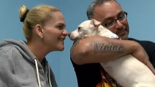 Hurricane Maria pets reunited with Puerto Rican owners
