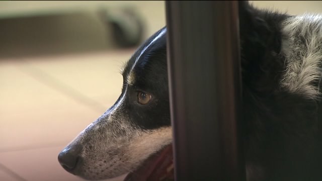 Dog Reunited With Owner