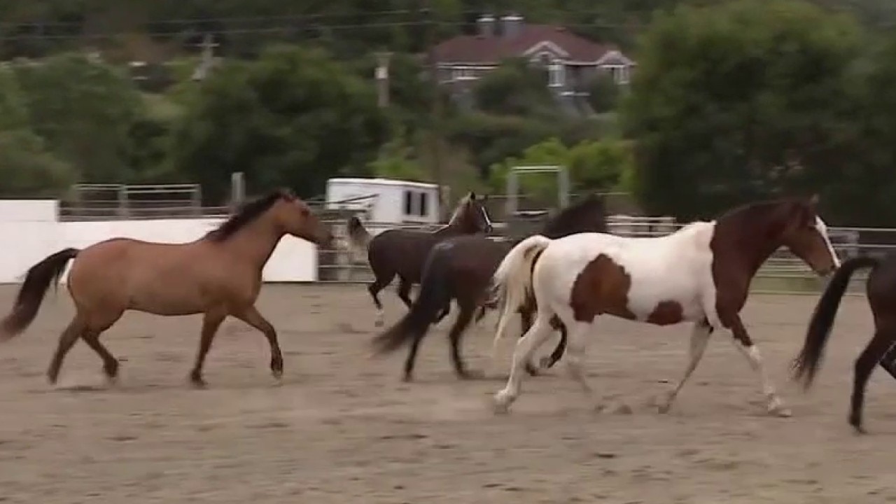 A day of healing with horses