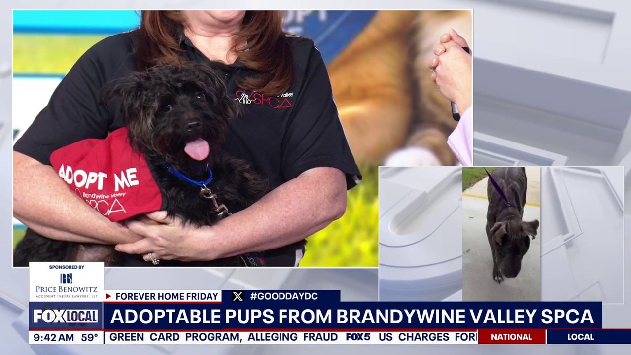 Adoptable Pups from Brandywine Valley SPCA
