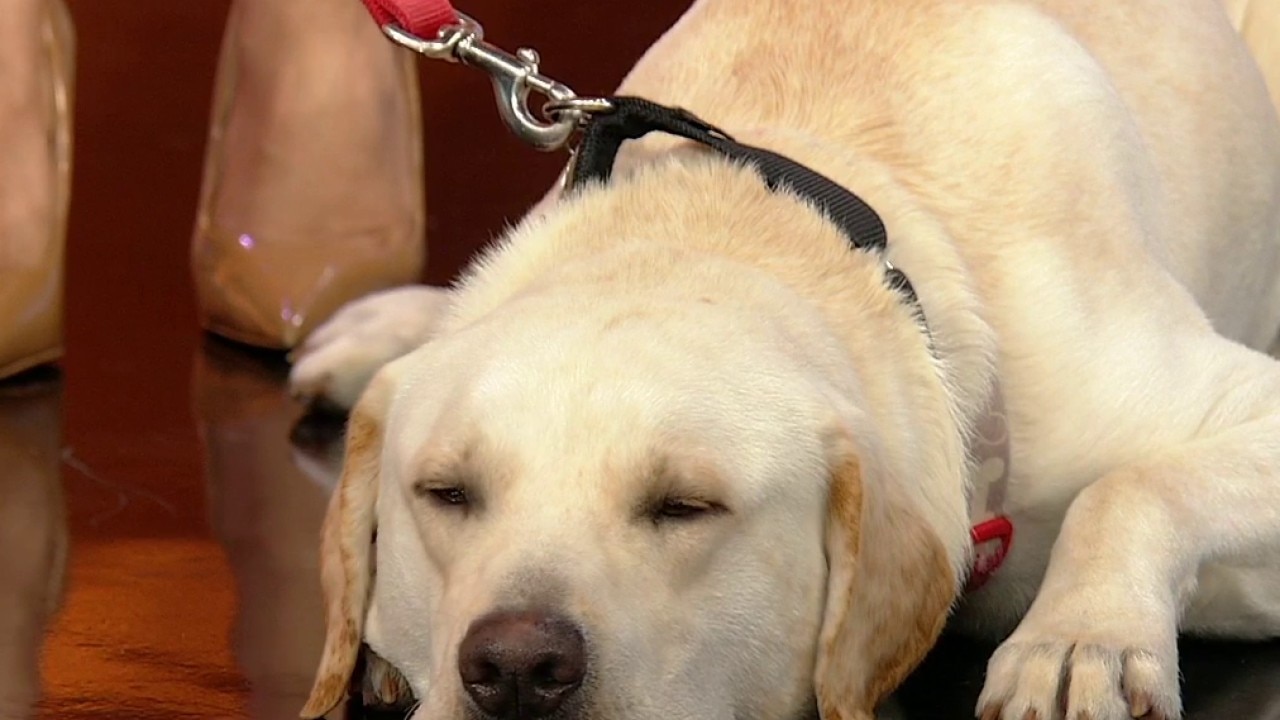 Pet of the day: Casper