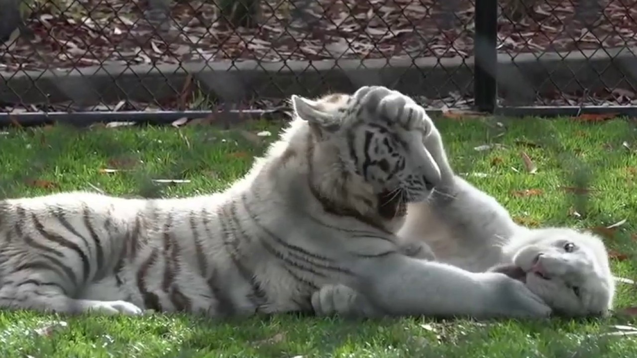 Zip Trips: White tiger cubs at Six Flags Discovery Kingdom